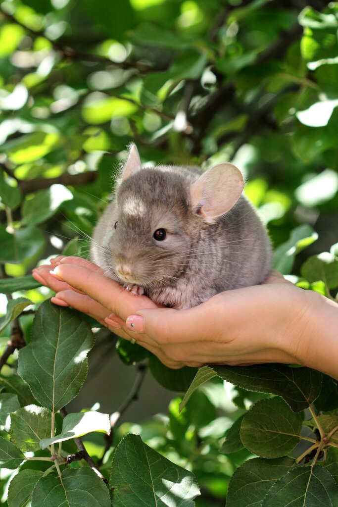 Complete Chinchilla Care Guide: Daily Maintenance and Common Health Issues